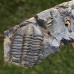 Conocoryphe sulzeri